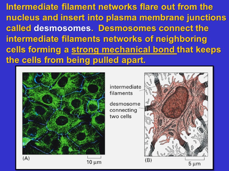 Intermediate filament networks flare out from the nucleus and insert into plasma membrane junctions